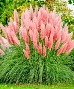 Pink Pampas Grass Seeds - Hardy Perennial Ornamental Grass Seeds - 10000+ Count - Indoor & Outdoor - Image 1
