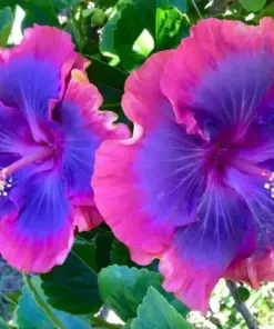 Pink Purple Blue Hibiscus Seeds - Perennial Flower Seeds - 20 Count - Fast Grow - Image 2