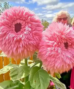 Pink Teddy Bear Sunflower Seeds - 50 Count - Rare Fluffy Blooms - Outdoor Planting - Image 1