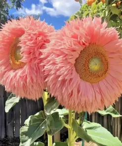 Pink Teddy Bear Sunflower Seeds - 50 Count - Rare Fluffy Blooms - Outdoor Planting - Image 2