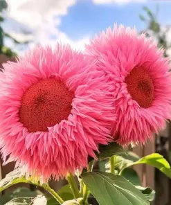 Pink Teddy Bear Sunflower Seeds - 50pcs Fluffy Double Blooms - Outdoor Garden - Image 2