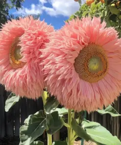 Pink Teddy Bear Sunflower Seeds - 50pcs Fluffy Double Blooms - Outdoor Garden - Image 1