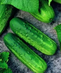 Pioneer F1 Cucumber Seeds - NON-GMO Heirloom Fresh Garden Seeds - Vegetable Seeds - Image 2