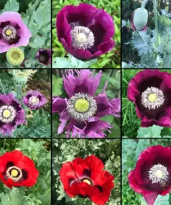 Poppy Breadseed Mixed Colors Seeds - Huge Pods, Ornamental, Non-GMO - 1000 Seeds - Image 1