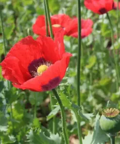 Poppy Flower Seeds - Papaver somniferum - 500+ Count - Outdoor Annual - USA #1 Quality - Image 2