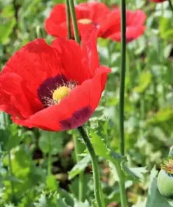 Poppy Flower Seeds - Papaver somniferum - 500+ Count - Outdoor Annual - USA #1 Quality - Image 1