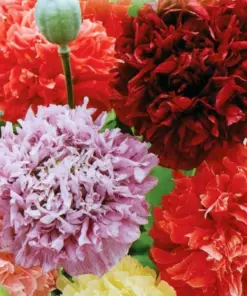 Poppy Peony Double Mixed Flower Seeds - Red, Pink, White, Purple, Coral - Zones 3-12 - Image 1