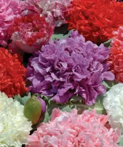 Poppy Peony Double Mixed Flower Seeds - Red, Pink, White, Purple, Coral - Zones 3-12 - Image 2