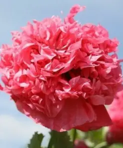 Poppy Peony Double Mixed Flower Seeds - Red, Pink, White, Purple, Coral - Zones 3-12 - Image 3