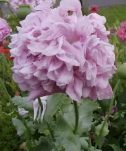 Poppy Peony Double Mixed Flower Seeds - Red, Pink, White, Purple, Coral - Zones 3-12 - Image 4