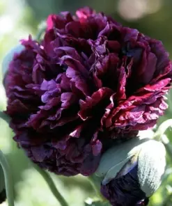 Poppy Peony Double Mixed Flower Seeds - Red, Pink, White, Purple, Coral - Zones 3-12 - Image 5