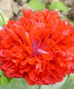 Poppy Peony Double Mixed Flower Seeds - Red, Pink, White, Purple, Coral - Zones 3-12 - Image 6