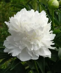 Poppy Peony Double Mixed Flower Seeds - Red, Pink, White, Purple, Coral - Zones 3-12 - Image 7