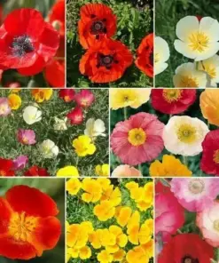 Poppy Power Mix Seeds - Perennial Oriental Poppies Papaver - Non-GMO Flower Seeds - 2000 Seeds - Outdoor - Image 1
