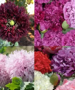 Poppy PURPLE PASSION Mix Double Bloom Flower Seeds - Tall Poppies, Huge Pods, Non-GMO - 500 Seeds Outdoor - Image 1