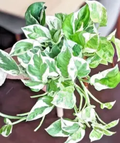 Pothos Pearls and Jade Seeds - Devil's Ivy Indoor House Plant Seeds - 10 Count Variegated - Image 2
