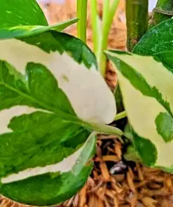 Pothos Pearls and Jade Seeds - Devil's Ivy Indoor House Plant Seeds - 10 Count Variegated - Image 3