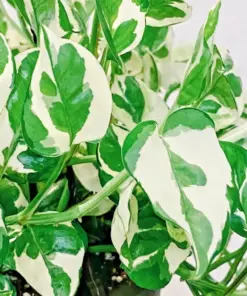 Pothos Pearls and Jade Seeds - Devil's Ivy Indoor House Plant Seeds - 10 Count Variegated - Image 1
