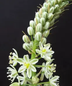 Pregnant Onion Seeds - Ornithogalum Caudatum Rare Succulent Bulb False Sea Seed - 15 Seeds - Indoor/Outdoor - Image 2