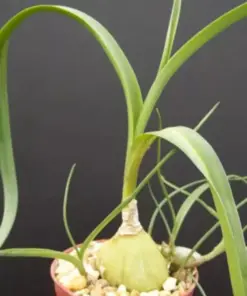 Pregnant Onion Seeds - Ornithogalum Caudatum Rare Succulent Bulb False Sea Seed - 15 Seeds - Indoor/Outdoor - Image 3