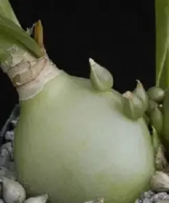 Pregnant Onion Seeds - Ornithogalum Caudatum Rare Succulent Bulb False Sea Seed - 15 Seeds - Indoor/Outdoor - Image 4
