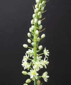 Pregnant Onion Seeds - Ornithogalum Caudatum Rare Succulent Bulb False Sea Seed - 15 Seeds - Indoor/Outdoor - Image 5