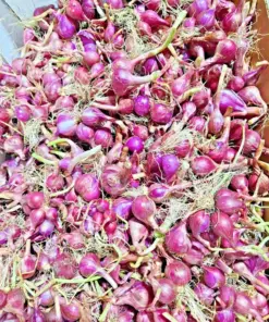 Premium Red Shallot Bulbs - Gourmet Allium cepa var. aggregatum - 8oz - Outdoor - Image 2