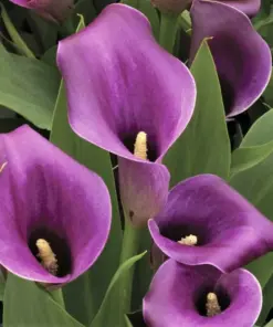 Purple Calla Lily Seeds - Zantedeschia Aethiopica Flower Seeds - Temperate Climate - Flowering Bonsai - Image 4