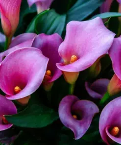 Purple Calla Lily Seeds - Zantedeschia Aethiopica Flower Seeds - Temperate Climate - Flowering Bonsai - Image 1