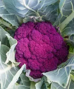 Purple Cauliflower Seeds - Non-GMO Vegetable Seeds - Fast Grow - 500 Seeds - Indoor/Outdoor - Image 1