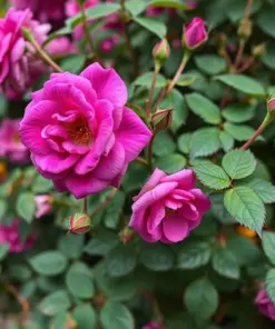 Purple Climbing Rose Seeds - Rare Non-GMO Heirloom Variety - 20 Pcs - Outdoor - Image 2