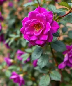 Purple Climbing Rose Seeds - Rare Non-GMO Heirloom Variety - 20 Pcs - Outdoor - Image 3