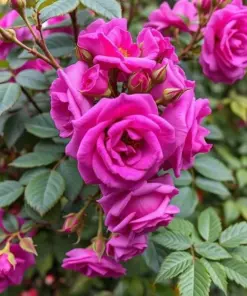 Purple Climbing Rose Seeds - Rare Non-GMO Heirloom Variety - 20 Pcs - Outdoor - Image 1