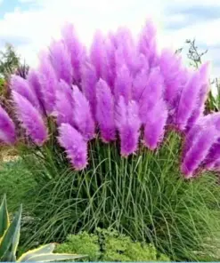 Purple Pampas Grass Seeds - Perennial Ornamental Flowering Grasses - 200 Seeds - Indoor & Outdoor - Image 2
