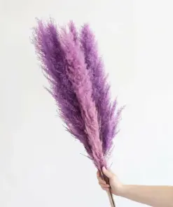 Purple Pampas Grass Seeds - Perennial Ornamental Flowering Grasses - 200 Seeds - Indoor & Outdoor - Image 3