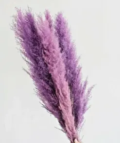 Purple Pampas Grass Seeds - Perennial Ornamental Flowering Grasses - 200 Seeds - Indoor & Outdoor - Image 1