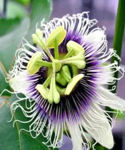 Purple Passion Fruit Flower Seeds - Granadilla Passiflora edulis Vine - 10 Seeds - Indoor/Outdoor - Image 2