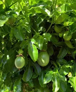 Purple Passion Fruit Flower Seeds - Granadilla Passiflora edulis Vine - 10 Seeds - Indoor/Outdoor - Image 3