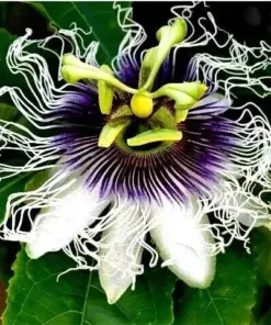 Purple Passion Fruit Flower Seeds - Granadilla Passiflora edulis Vine - 10 Seeds - Indoor/Outdoor - Image 4