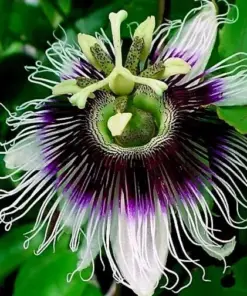 Purple Passion Fruit Seeds - Granadilla Passiflora edulis - Garden Vine - 25 Fresh Harvest Seeds - Image 2
