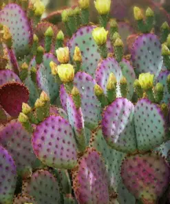 Purple Prickly Pear Cactus Seeds - Opuntia Macrocentra - Rare Desert Cacti - Qty 5-50 Seeds - Image 2