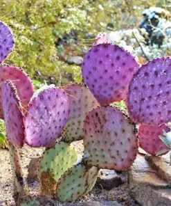 Purple Prickly Pear Cactus Seeds - Opuntia Macrocentra - Rare Desert Cacti - Qty 5-50 Seeds - Image 3