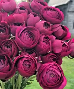Purple Ranunculus Seeds - Double Bloom Buttercups - 50 Seeds - Indoor/Outdoor - Image 1