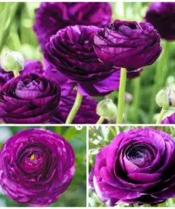 Purple Ranunculus Seeds - Double Bloom Buttercups - 50 Seeds - Indoor/Outdoor - Image 2