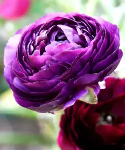 Purple Ranunculus Seeds - Double Bloom Buttercups - 50 Seeds - Indoor/Outdoor - Image 3