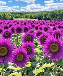 Purple Sunflower Seeds - 'Violet Glow' - Annual Flower Seeds - 50 PCS - Outdoor - Image 1