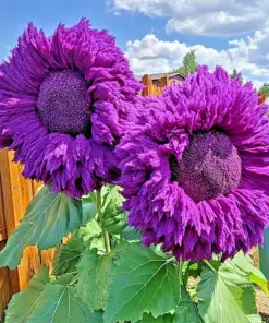 Purple Teddy Bear Sunflower Seeds - Rare & Enchanting Annuals - 50 Seeds - Image 2