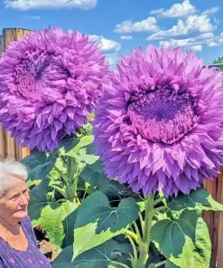 Purple Teddy Bear Sunflower Seeds - Rare & Enchanting Annuals - 50 Seeds - Image 1