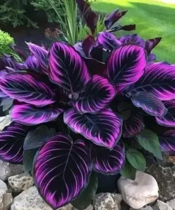 Purple Tip Calathea Couture Flower Seeds - Indoor & Outdoor Plant - 15+ Seeds - Image 1