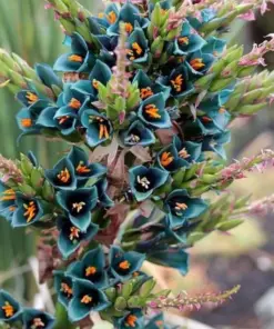Puya Alpestris Seeds - Sapphire Tower - 10 Pack - Exotic Cacti & Succulent Seeds - Outdoor - Image 1